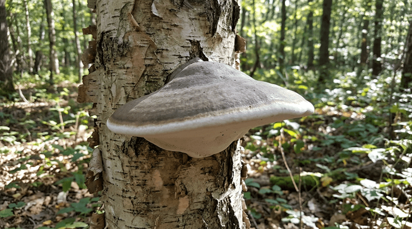 Birch Polypore